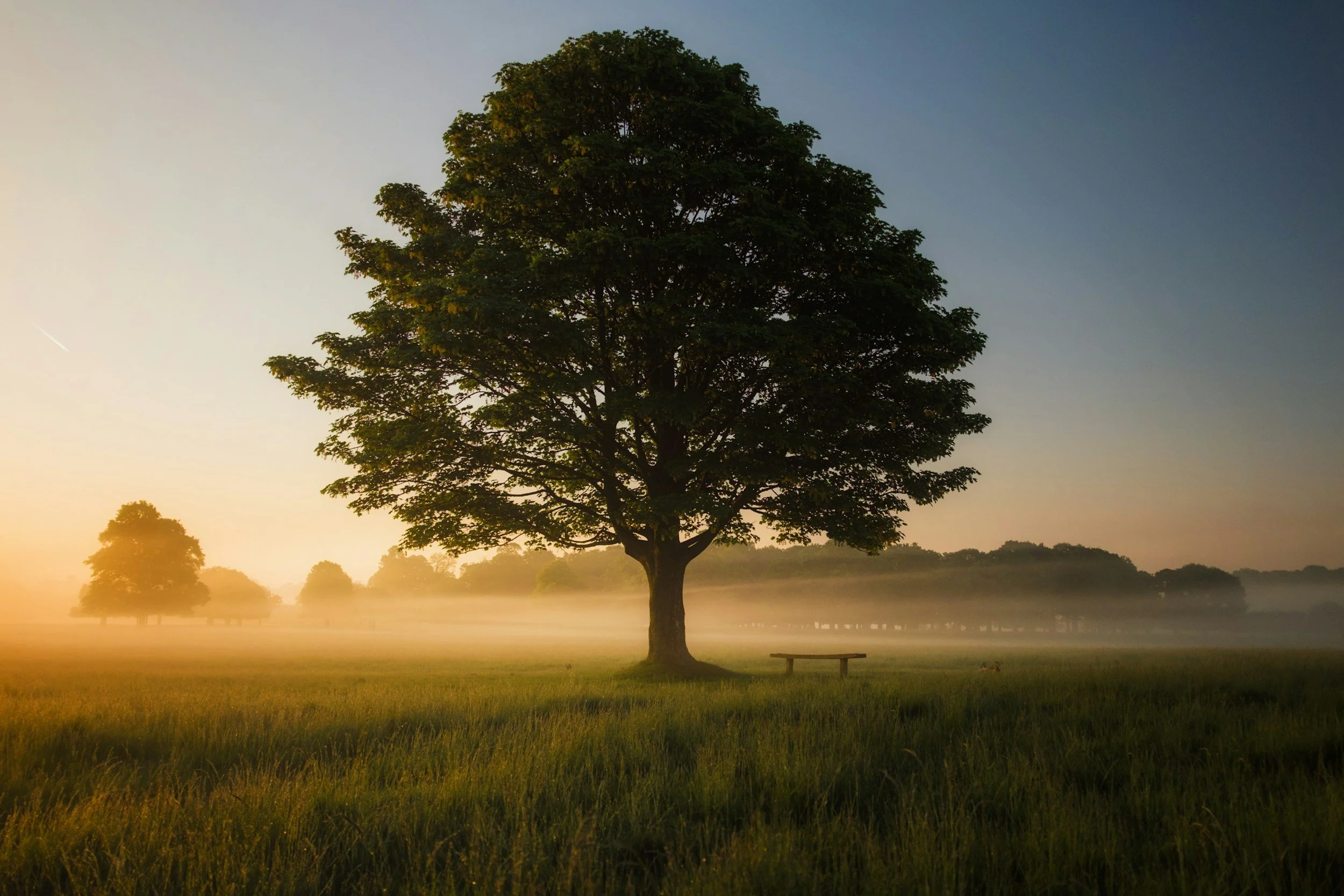 A mature tree standing in a misty field at sunrise