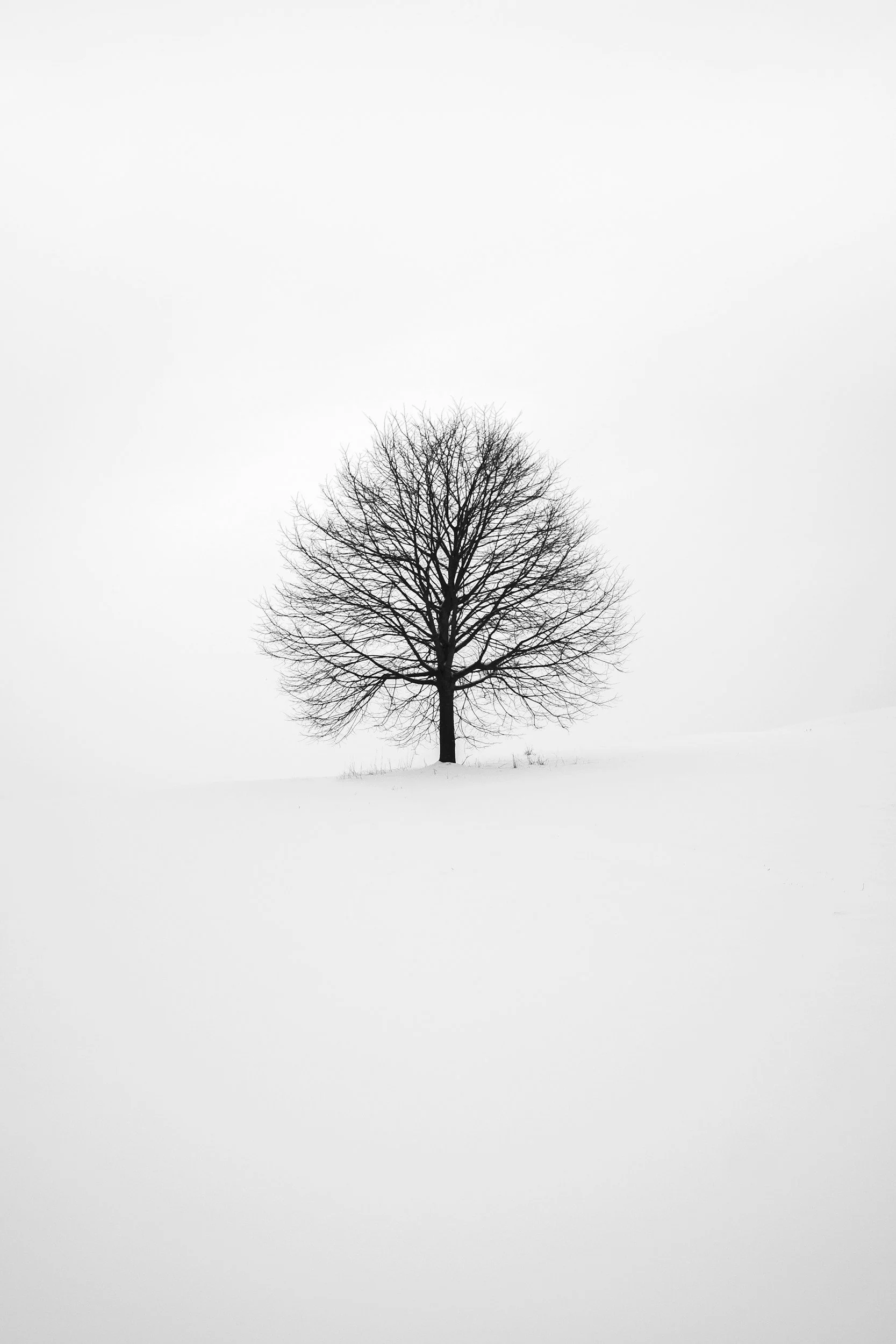 A solitary tree in a quiet winter landscape